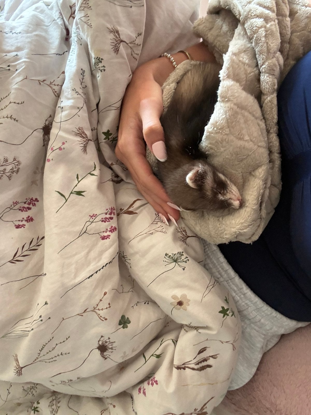 furet, Mâle, Furet, Domestique, Mai