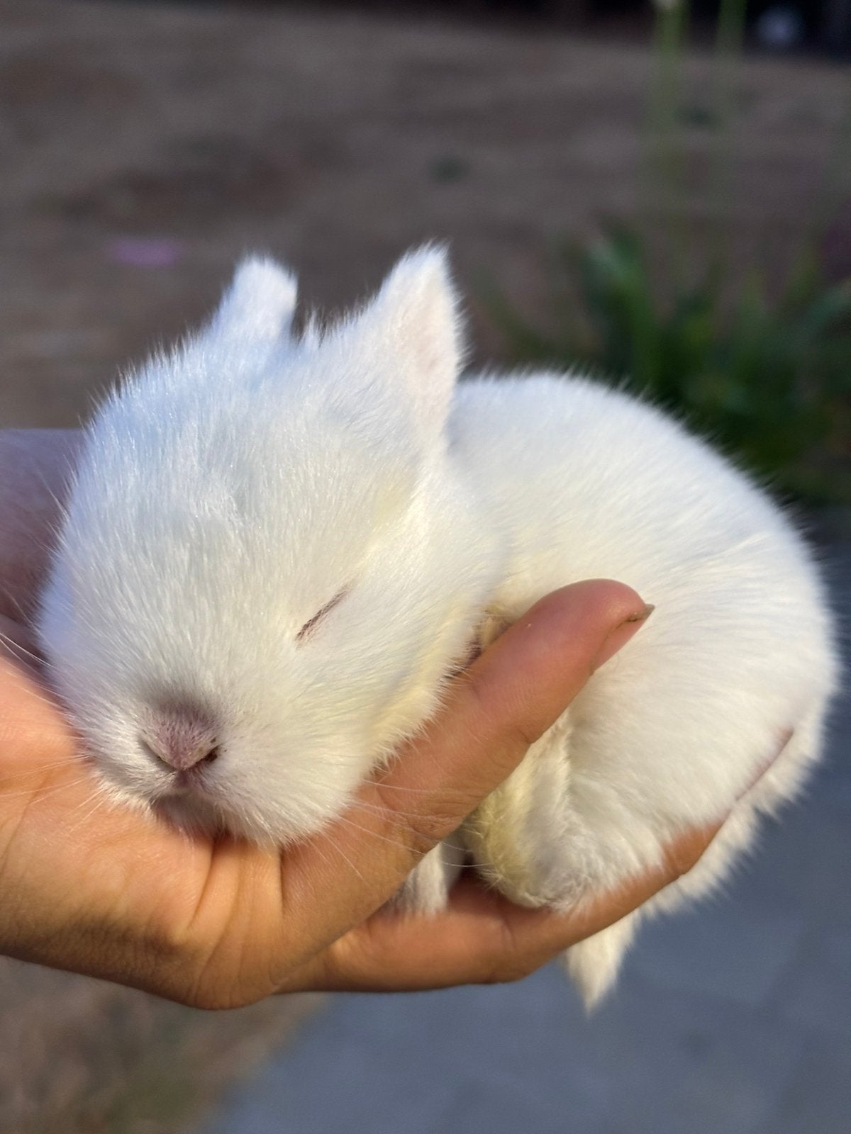 Knappe raszuivere minilop voedster, Dieren en Toebehoren, Konijnen, Vrouwelijk, Dwerg, Hangoor, 0 tot 2 jaar