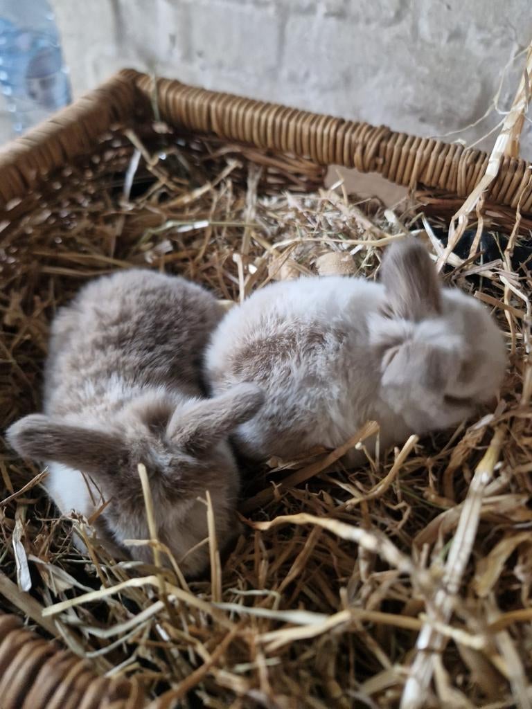 NHD konijntjes, Dieren en Toebehoren, Konijnen, Geslacht onbekend, Dwerg, Hangoor, 0 tot 2 jaar