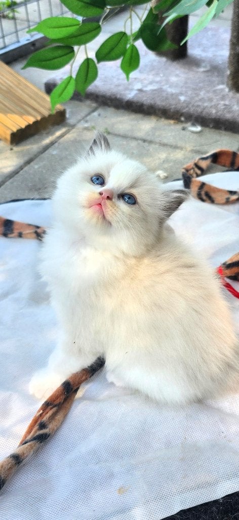 Super Mooie Raszuivere Ragdoll Kittens met Stamboom, Dieren en Toebehoren, Katten en Kittens | Raskatten | Langhaar, Poes, 0 tot 2 jaar