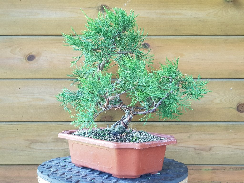 Matériel pour bonsaï Juniperus Pfitzeriana, Autres espèces, Ne fleurit pas, Plein soleil, Enlèvement