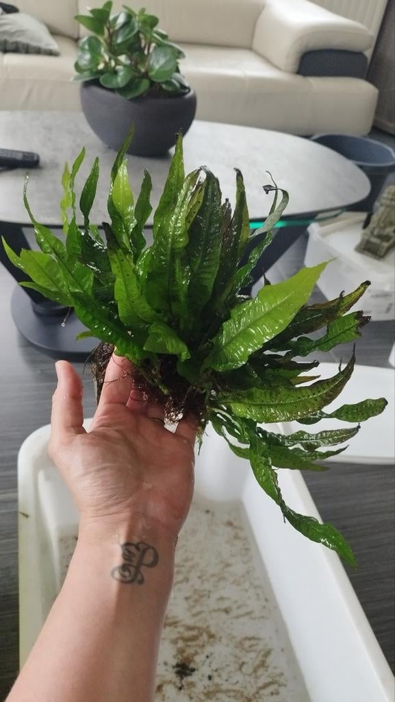 Plante d aquarium, Enlèvement