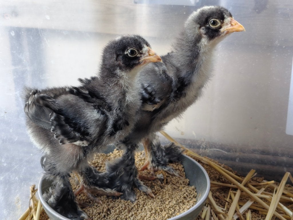 Poussins Brahma coucou (couple), Enlèvement