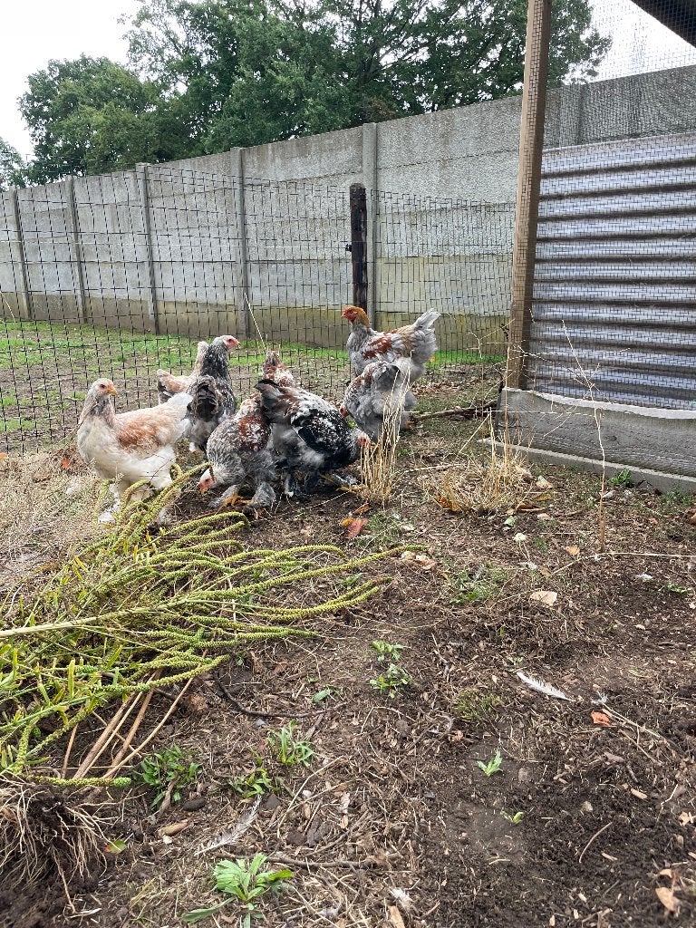Brahma, Mâle, Poule ou poulet