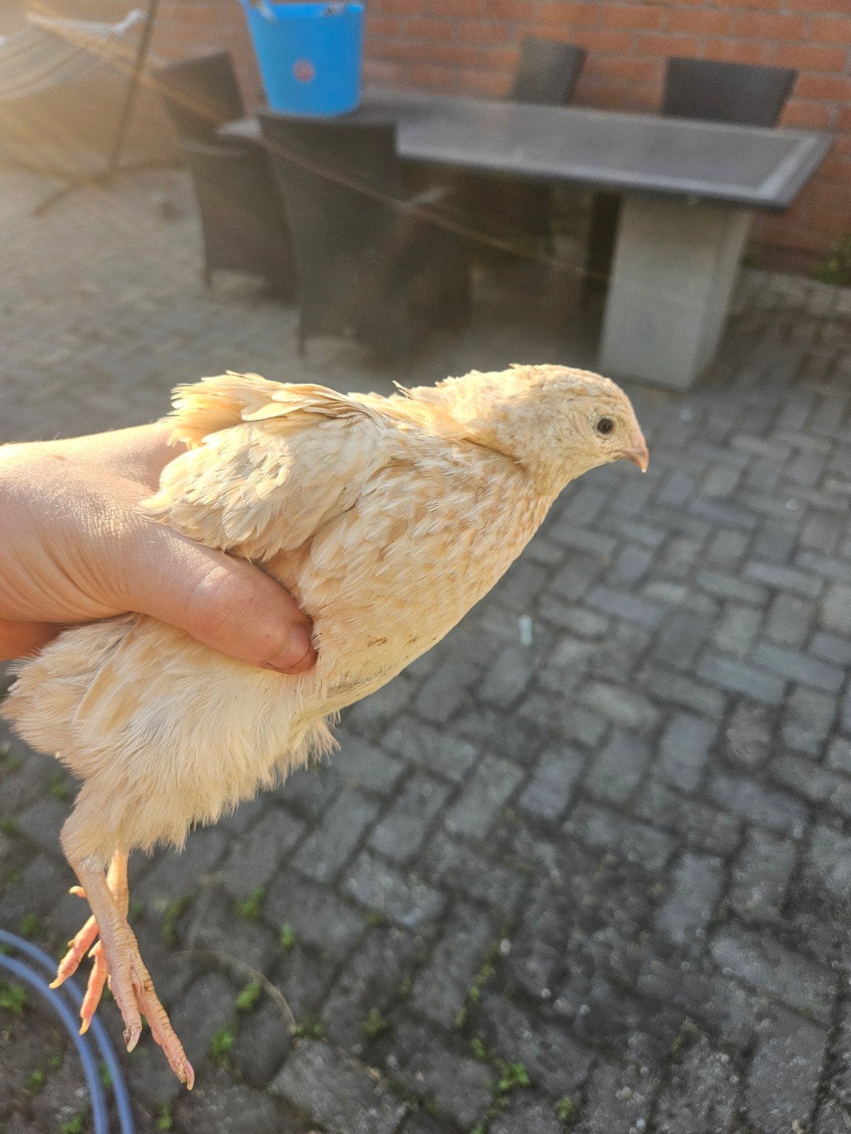 Kwartels, Animaux & Accessoires