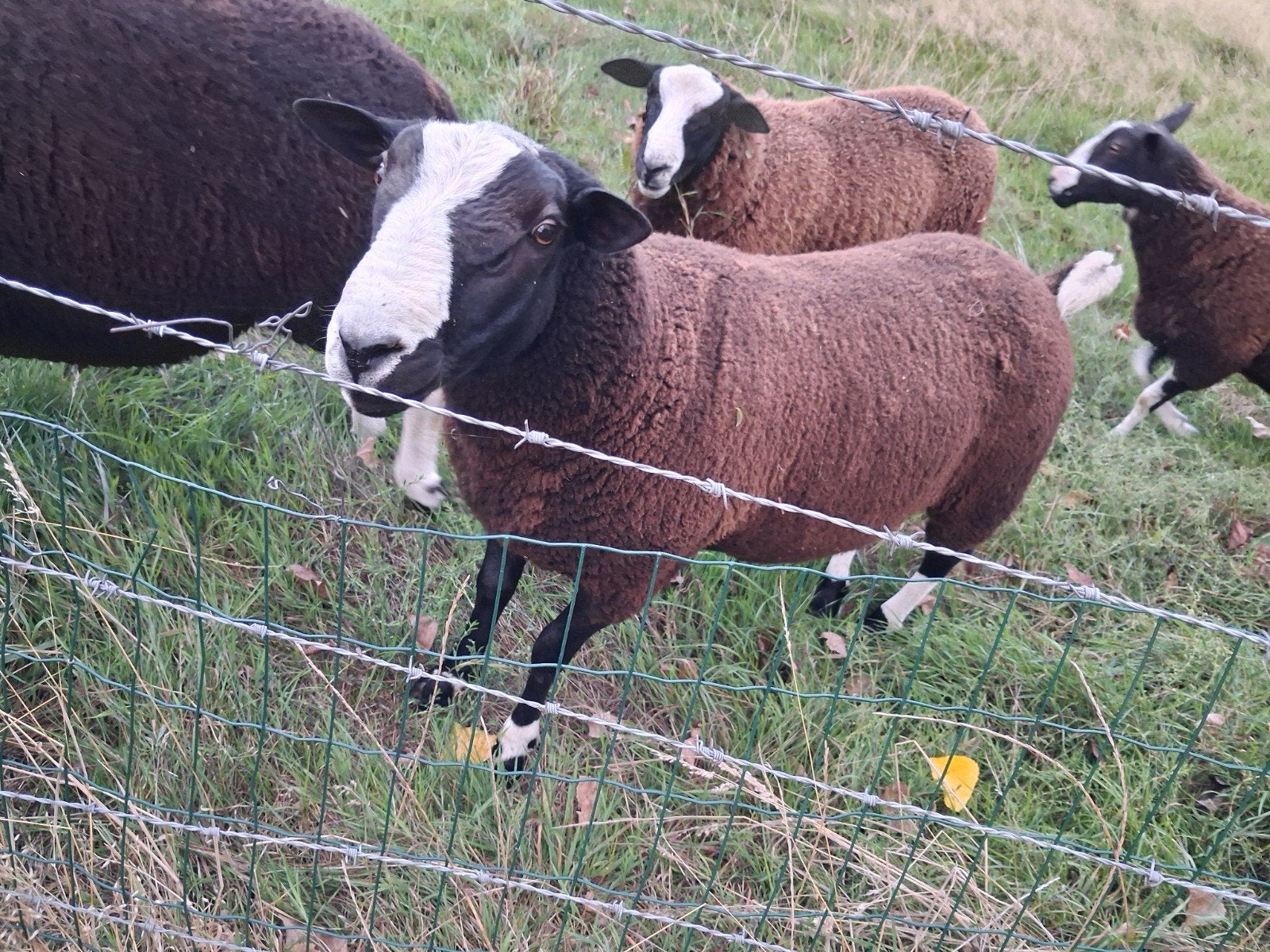 Zwartbles bouc, Animaux & Accessoires, Mâle, Mouton, 0 à 2 ans