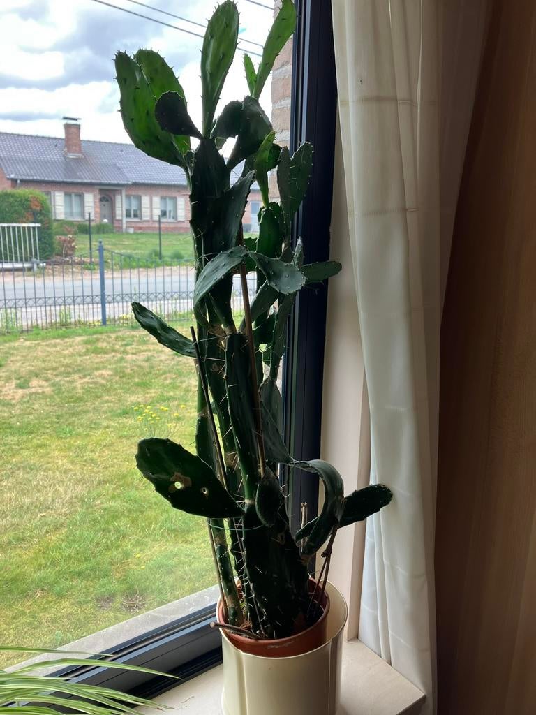 Cactus, Ophalen, Cactus