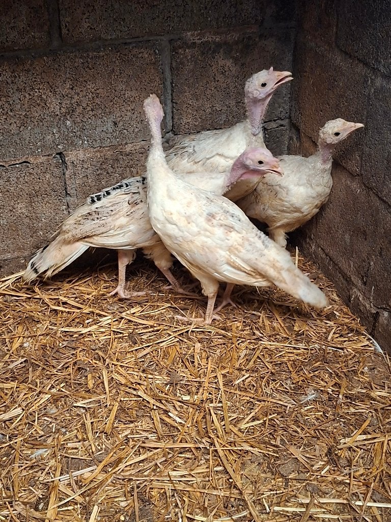 Kalkoenen, Sexe inconnu, Dinde