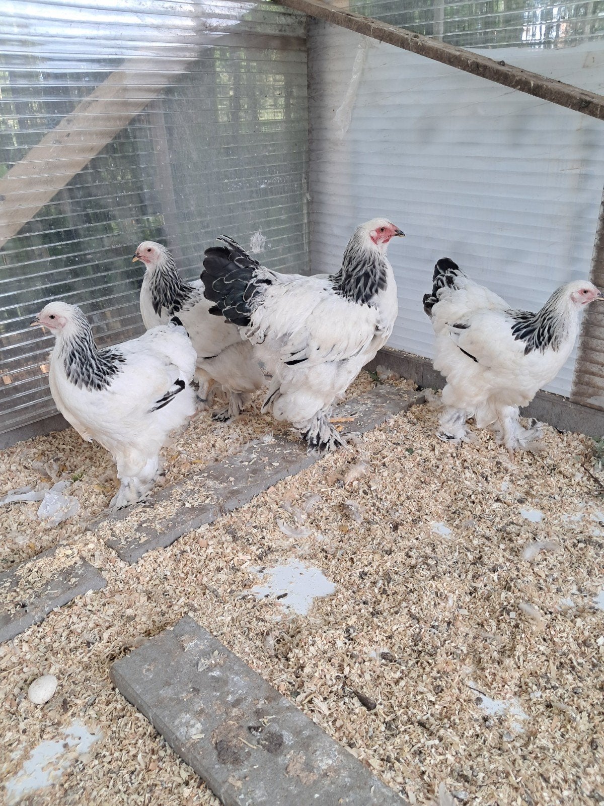 Brahma groothoender, Dieren en Toebehoren, Pluimvee, Meerdere dieren, Kip