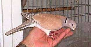 Lachduiven, roosduiven, Dieren en Toebehoren, Meerdere dieren, Tortelduif