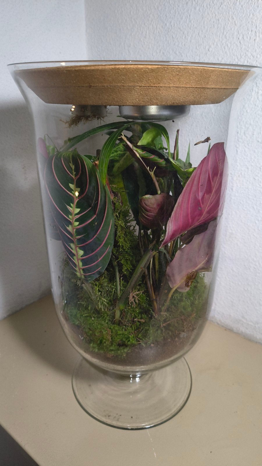 Groot, tropisch Plantenterrarium, Ophalen