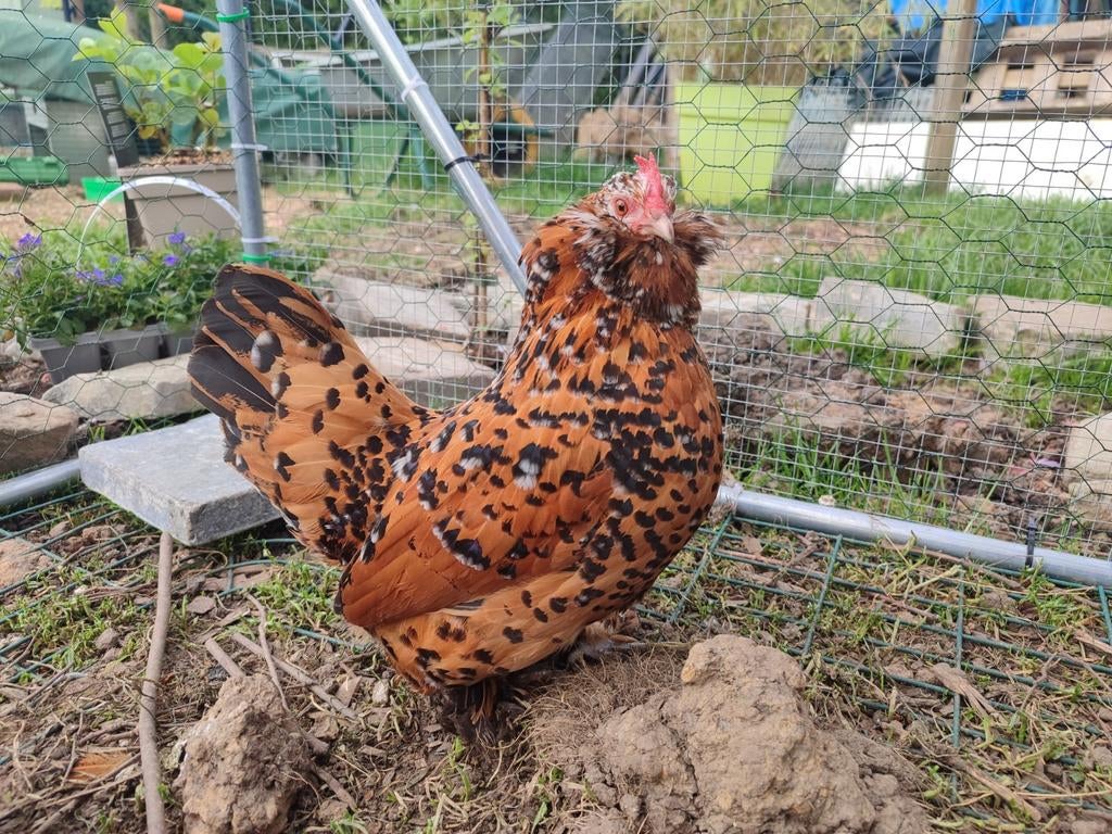 bevruchte eieren ukkelse Mille fleurs, Dieren en Toebehoren