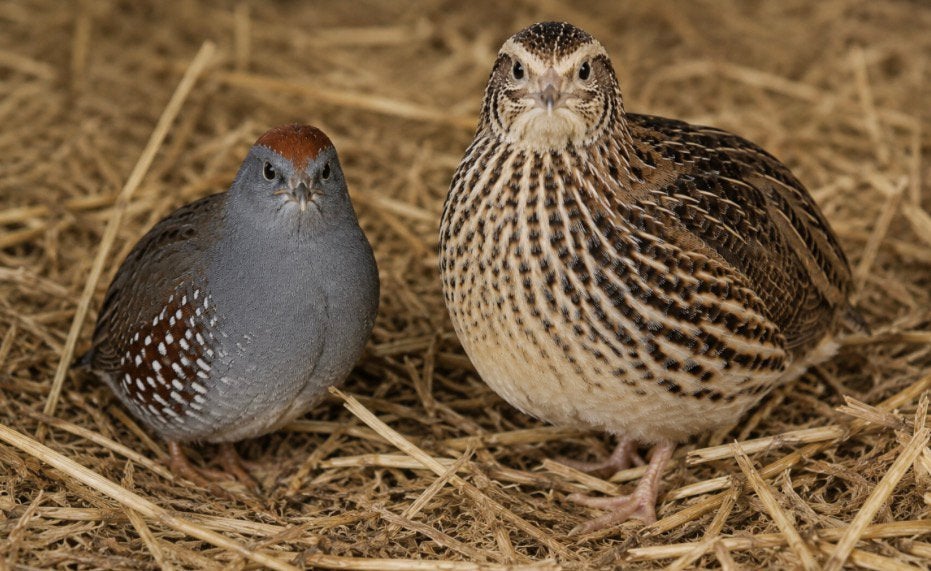 Japanse en chinese kwartel kuikens, Dieren en Toebehoren, Pluimvee, Geslacht onbekend, Overige soorten