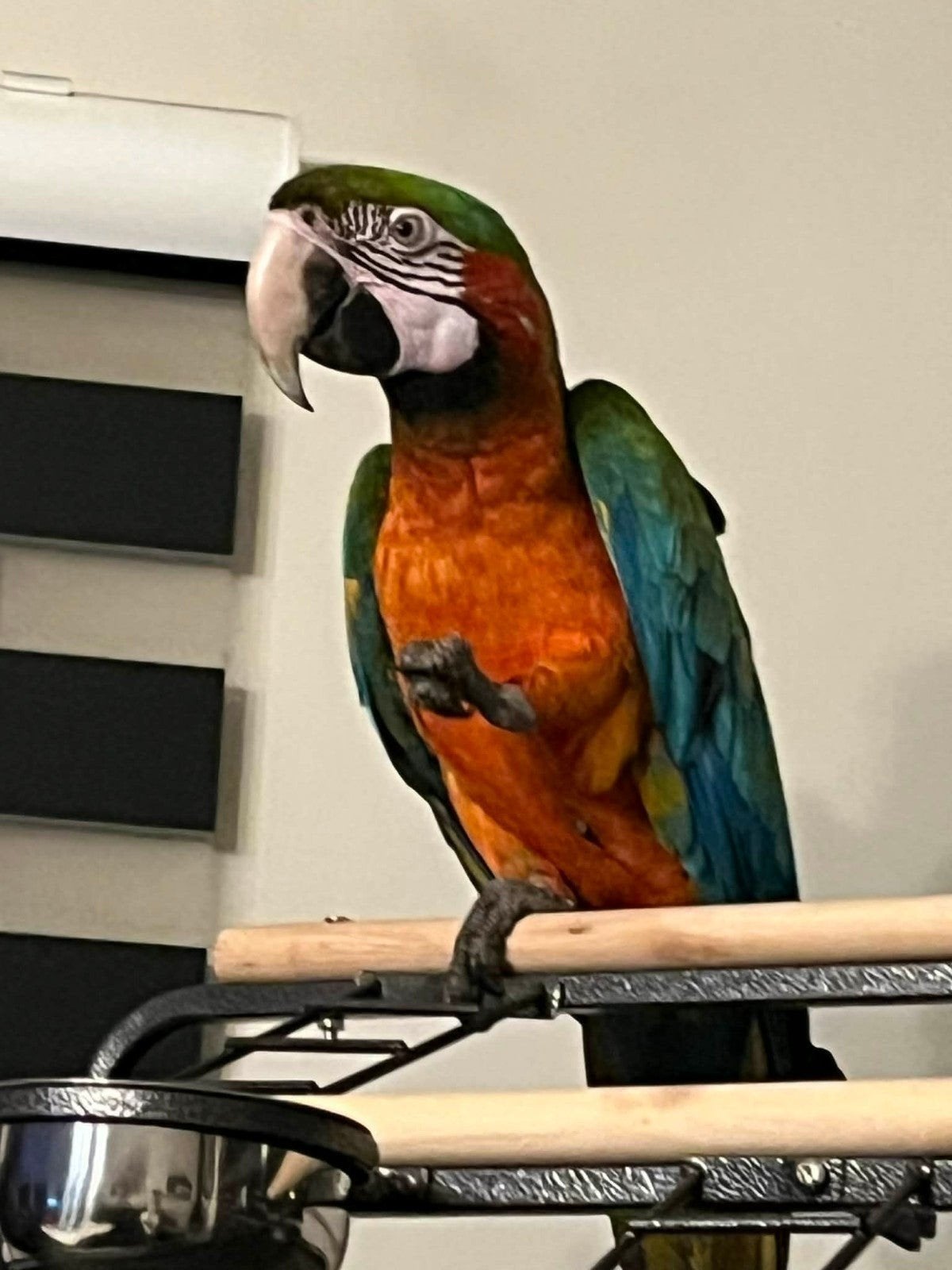 harlekijn pop