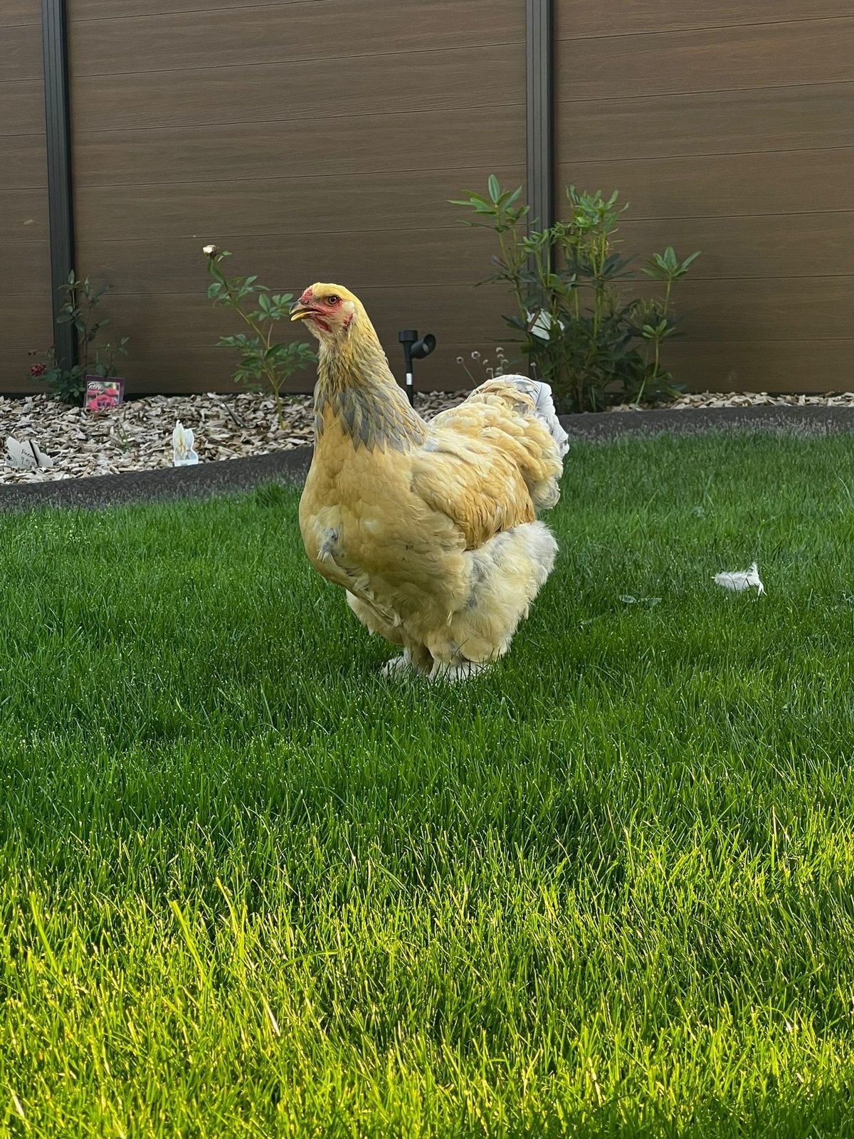 Brahma hen, Dieren en Toebehoren, Pluimvee