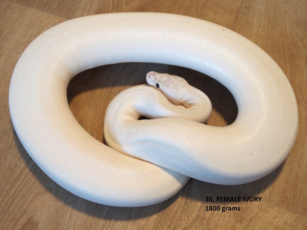 Koningspythons halfwas en volwassen kweekdieren deel 2 Ball Python photo 11