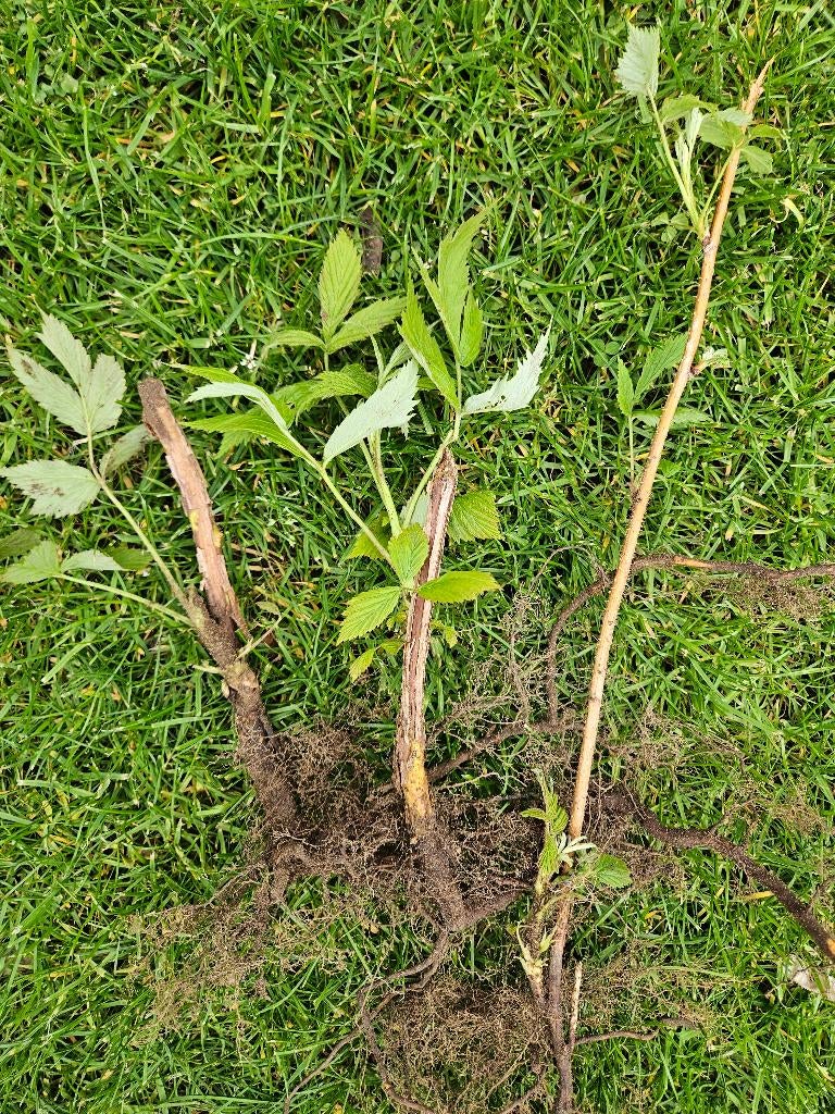 Frambozen stekken, Ophalen, Overige soorten, Struik, 100 tot 250 cm