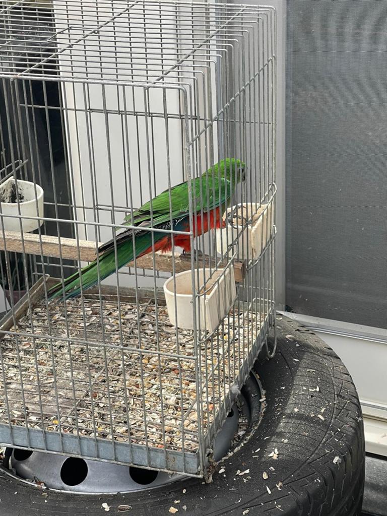 Koningsparkiet, Dieren en Toebehoren, Vogels | Parkieten en Papegaaien