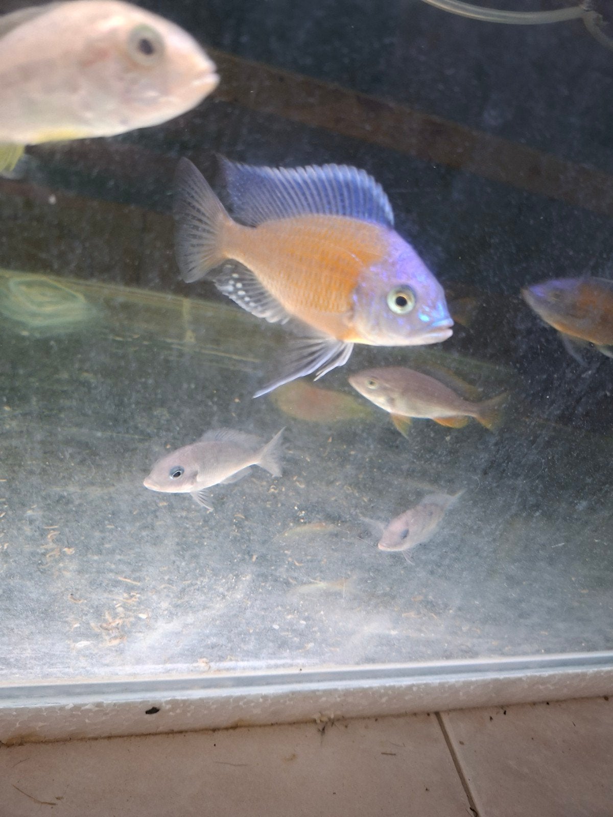Cichlides malawi . Couple copadichromis borely