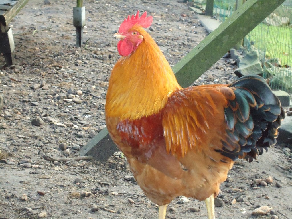 New Hampshires, Dieren en Toebehoren, Meerdere dieren, Kip