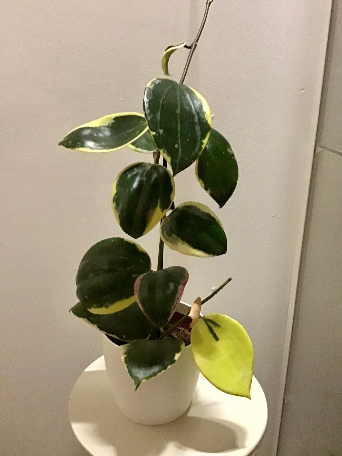 Hoya, Anthurium, Philodendron, Alocasia, Cactus, Variegata…., Maison & Meubles, Enlèvement, Autres espèces, En pot, Moins de 100 cm