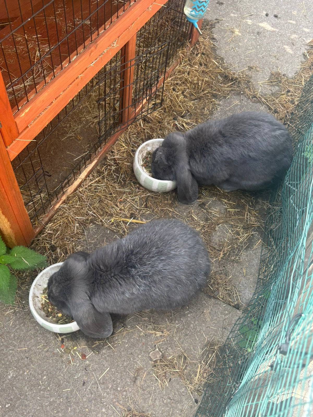 Twee Franse hangoren (mannetjes), Dieren en Toebehoren, Mannelijk, Middelgroot, Hangoor, 0 tot 2 jaar