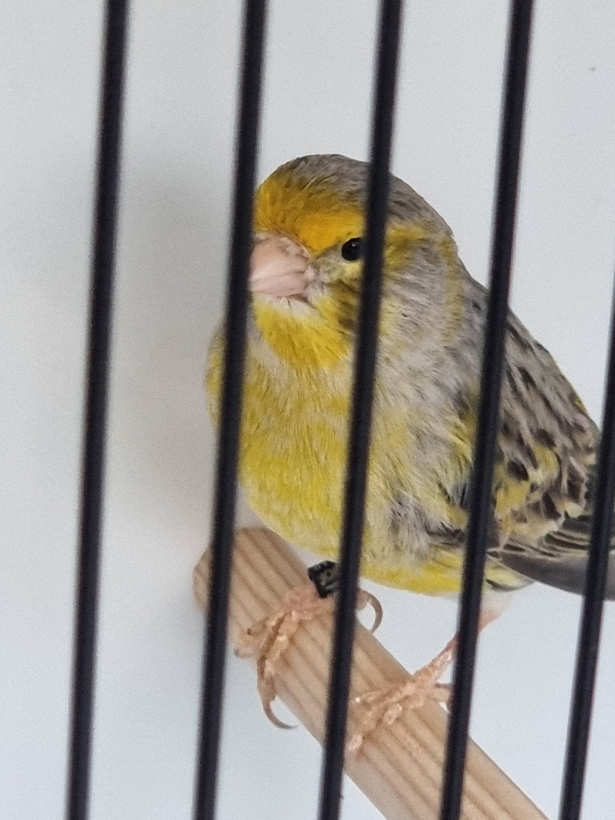 Kanarie geel agaat mozaïek man., Dieren en Toebehoren, Vogels | Overige Vogels, Mannelijk, Geringd