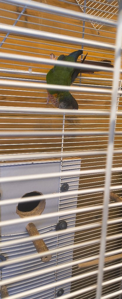 koppel pyrrhura met DNA papieren, Dieren en Toebehoren, Vogels | Parkieten en Papegaaien, Meerdere dieren, Parkiet, Geringd