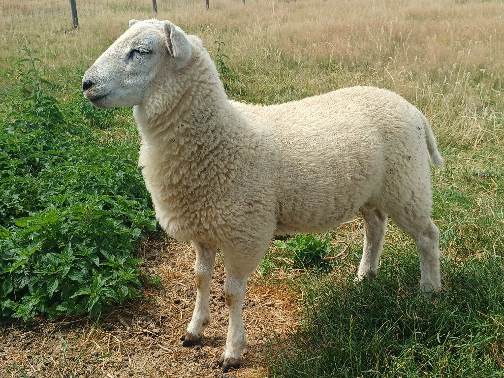 Schapen : jonge rammen, Dieren en Toebehoren