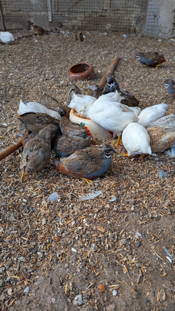 Chinese kwartels 2026, Dieren en Toebehoren, Vogels | Overige Vogels, Meerdere dieren, Tropenvogel, Tam