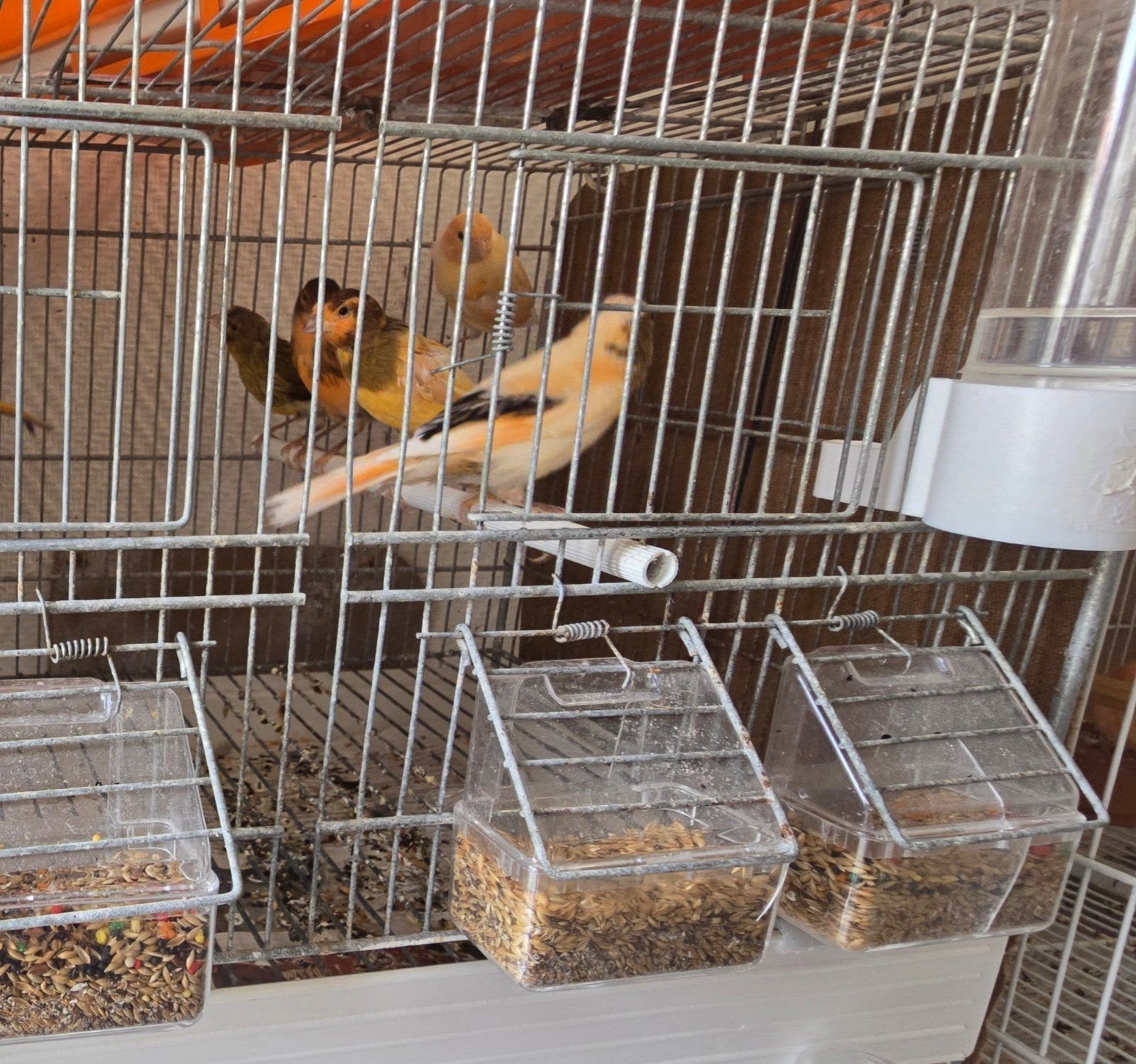 10€, bébé canari 7 pièces, Enlèvement ou Envoi
