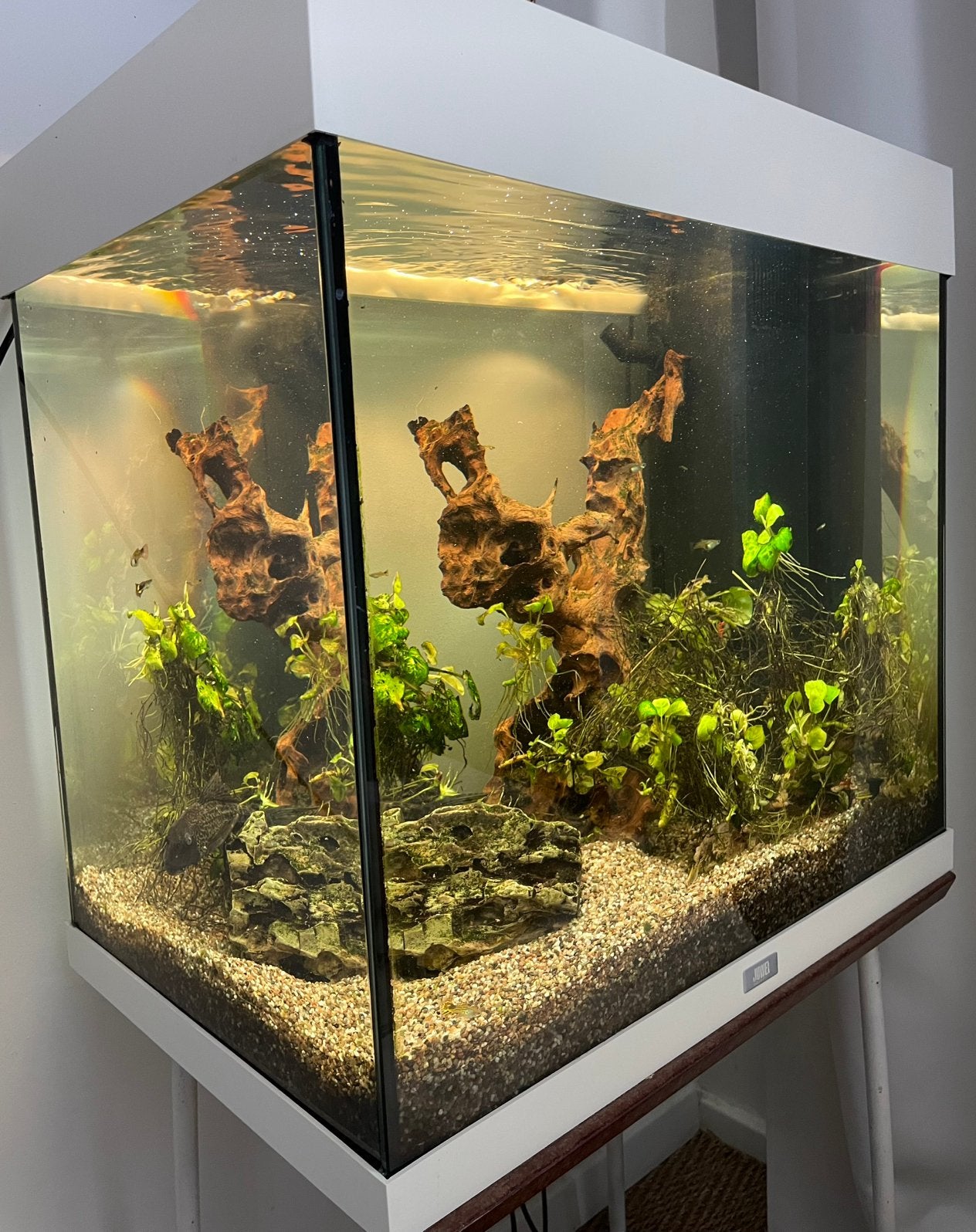 Juwel aquarium,vissen en volledige pakket, Ophalen, Gebruikt, Inclusief vissen, Gevuld zoetwateraquarium