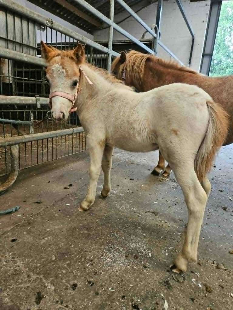 2 zeer mooie hengstveulens, Dieren en Toebehoren, Hengst, A pony (tot 1.17m), Gechipt, 0 tot 2 jaar