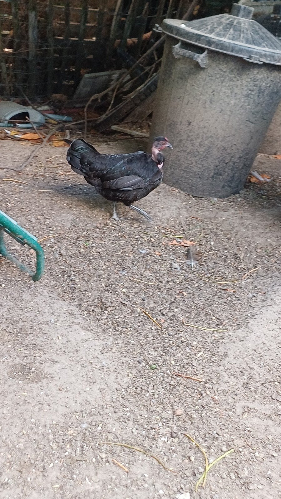 Couple de cou-nu nain, Plusieurs animaux, Poule ou poulet