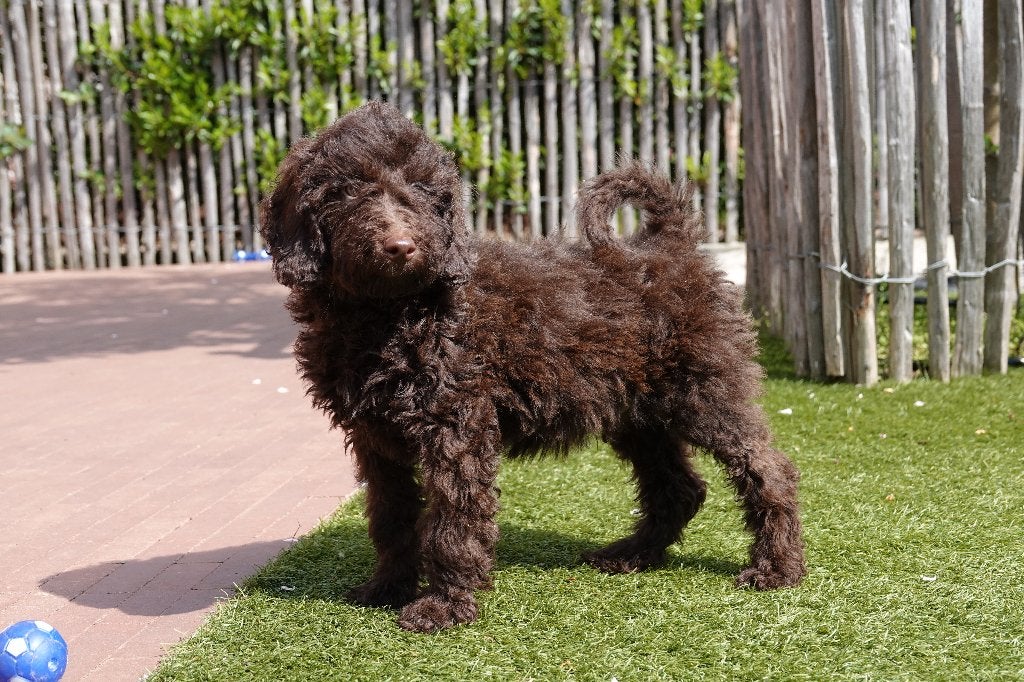 Chiots Labradoodle choco petite/moyenne taille, 100% belges, Animaux & Accessoires, Chiens | Retrievers, Épagneuls & Chiens d'eau