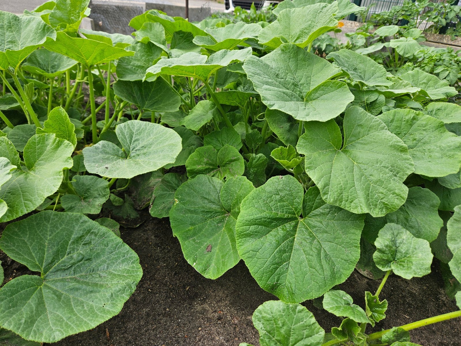 Mooie Pompoen plantjes, Hokkaido (6 voor 2€), Ophalen
