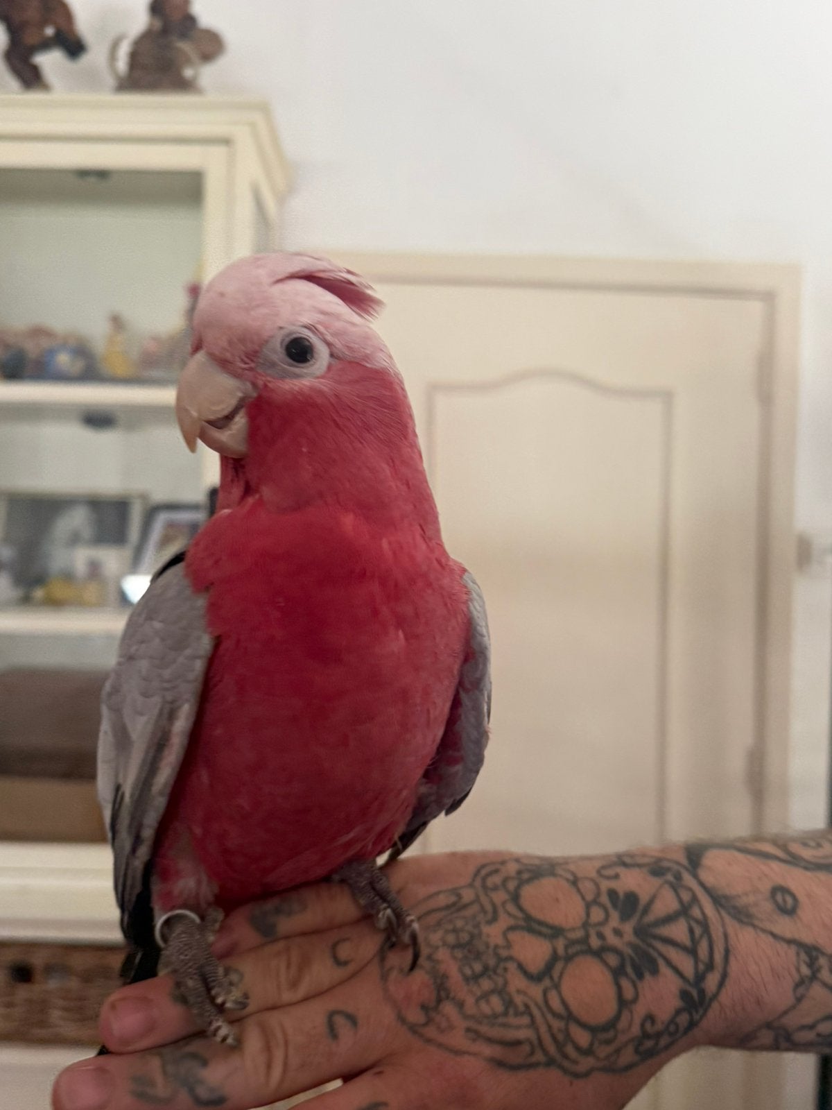 Handtamme rose kaketoe, Dieren en Toebehoren, Vrouwelijk, Papegaai, Pratend