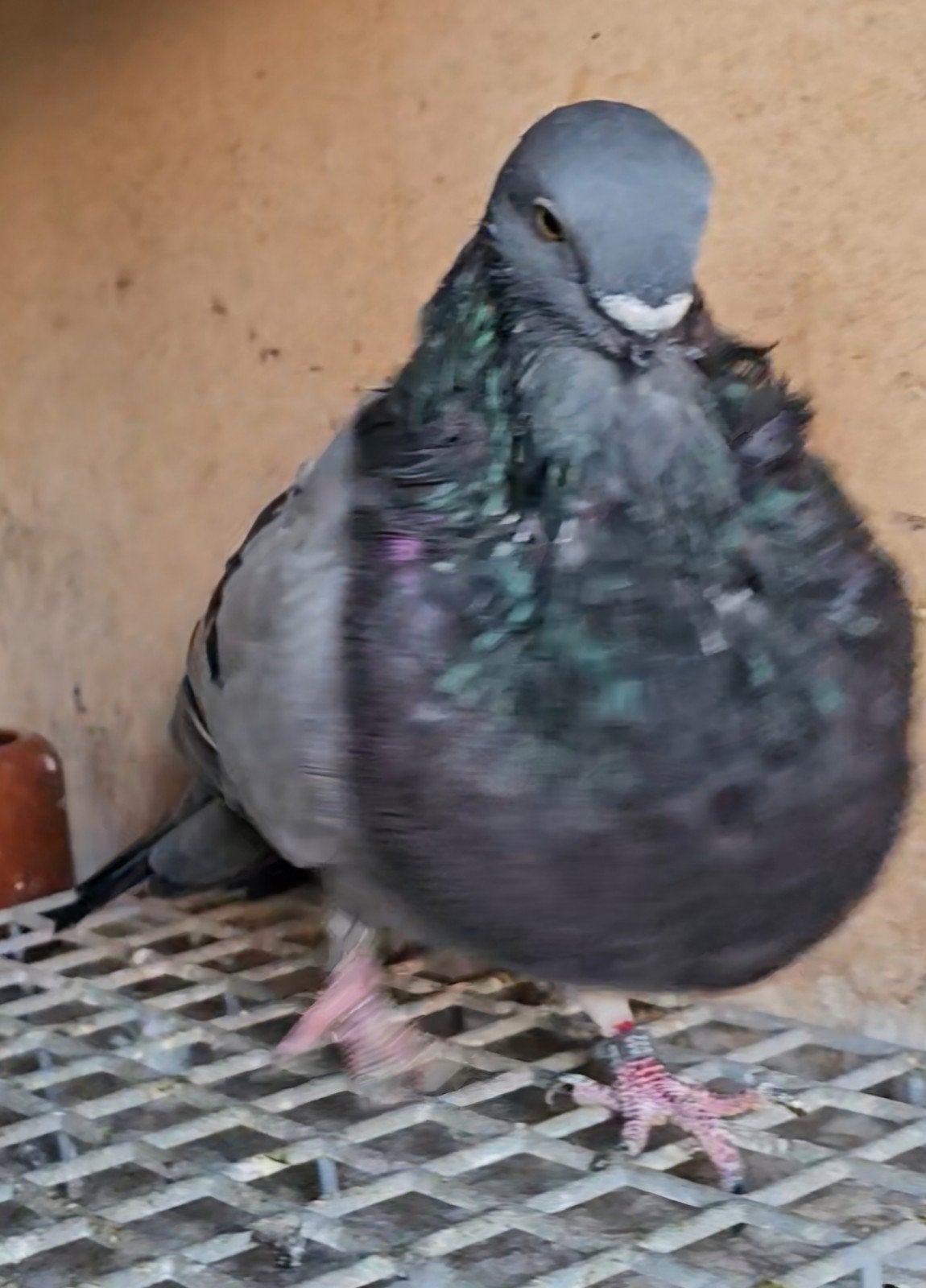 cultivateur des Canaries, Mâle, Boulant