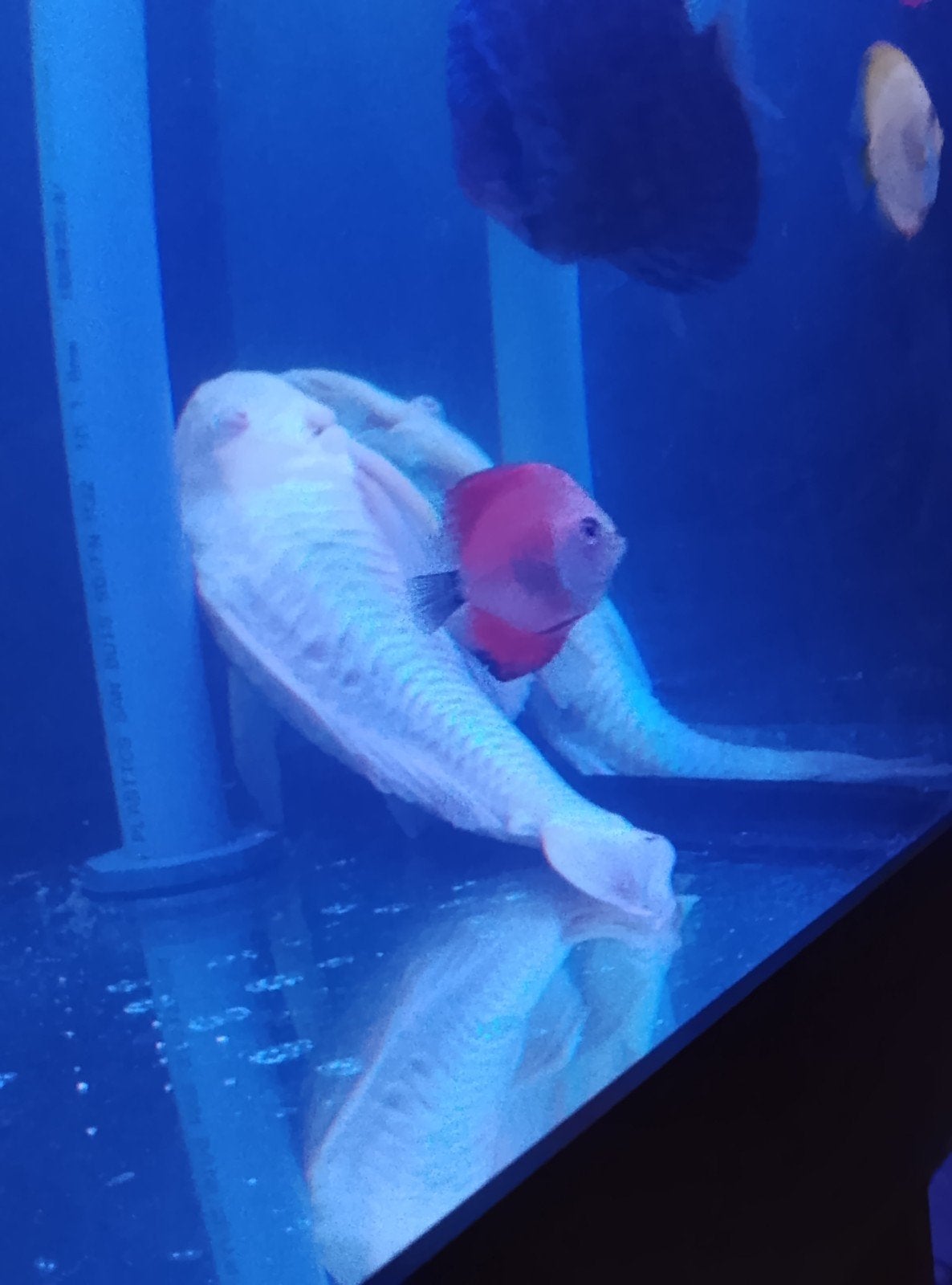 Albino pleco zeer mooi formaat