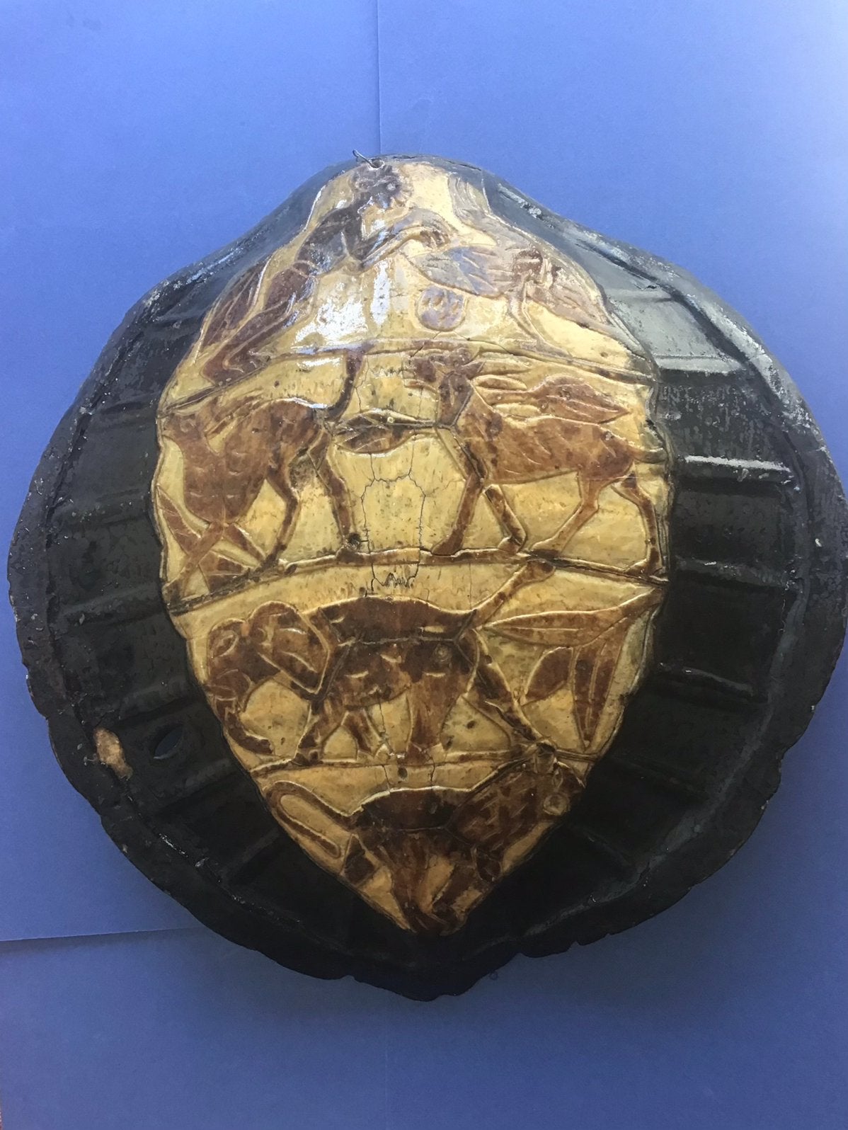 Carapace de tortue, Animaux & Accessoires, Enlèvement ou Envoi