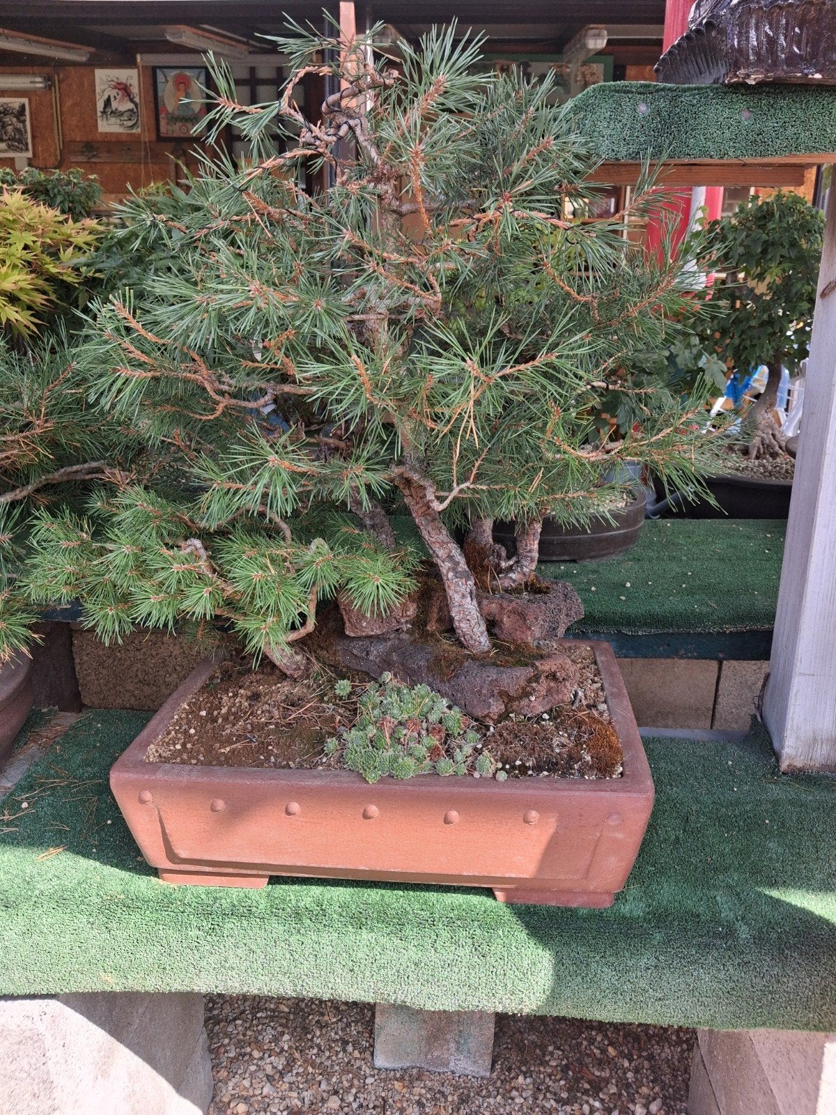 bonsaï, Jardin & Terrasse, Plantes | Arbres, Enlèvement ou Envoi