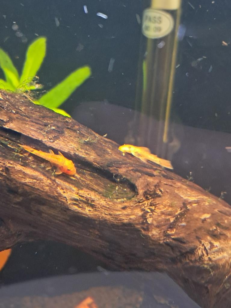 Fire red ancistrus, Dieren en Toebehoren