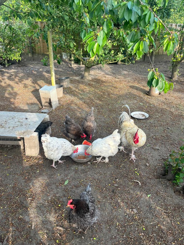 Marans verschillende kleurslagen, Dieren en Toebehoren, Pluimvee, Meerdere dieren, Kip