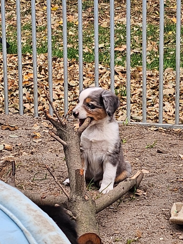 Mini american shepherd pups, Maladie de Carré (chiens), Chienne, 8 à 15 semaines, Plusieurs