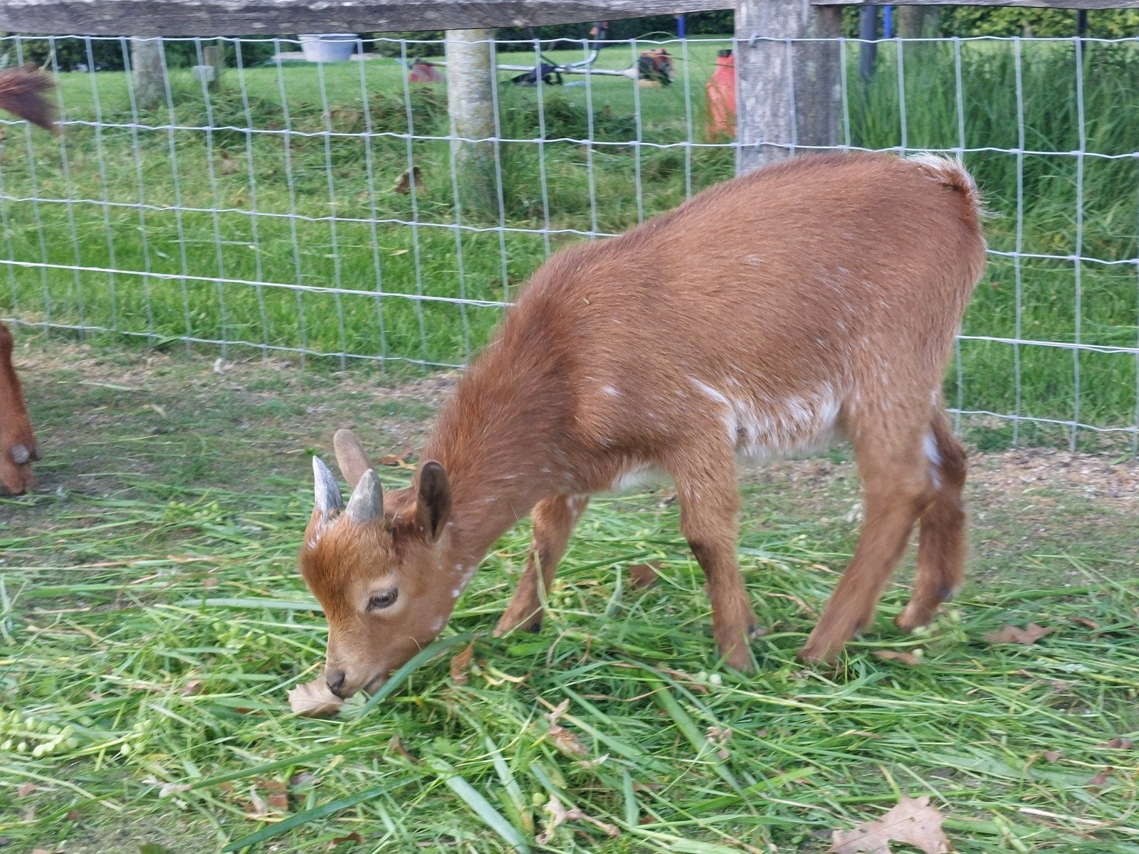 Abrikoos hermelijn bok., Dieren en Toebehoren