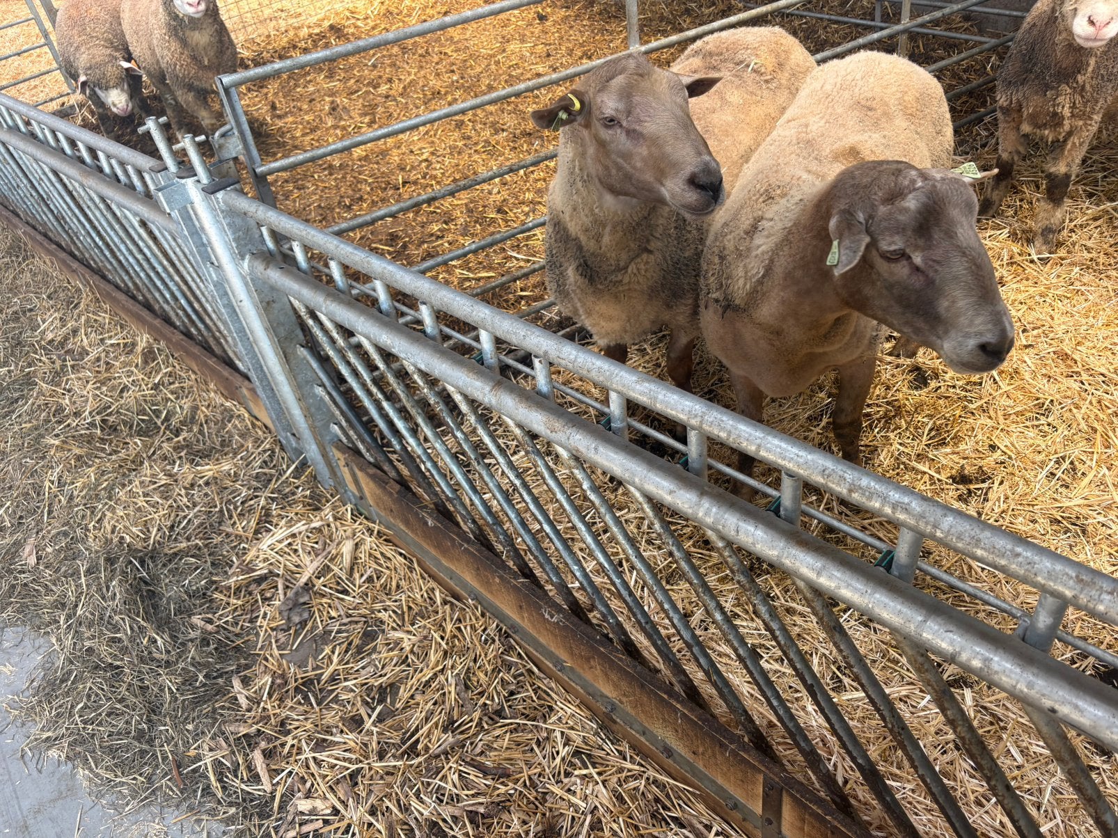 Vlaams kuddeschaap, Dieren en Toebehoren, Schapen, Geiten en Varkens