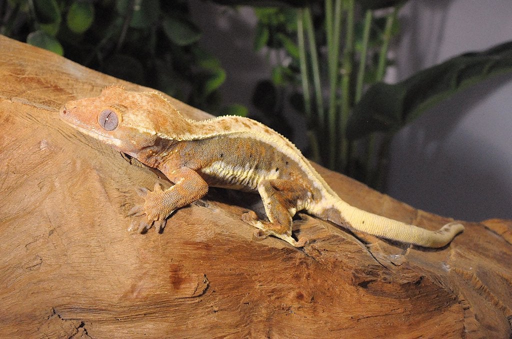 Wimpergekko 11, Animaux & Accessoires, Reptiles & Amphibiens, Autres espèces, 0 à 2 ans