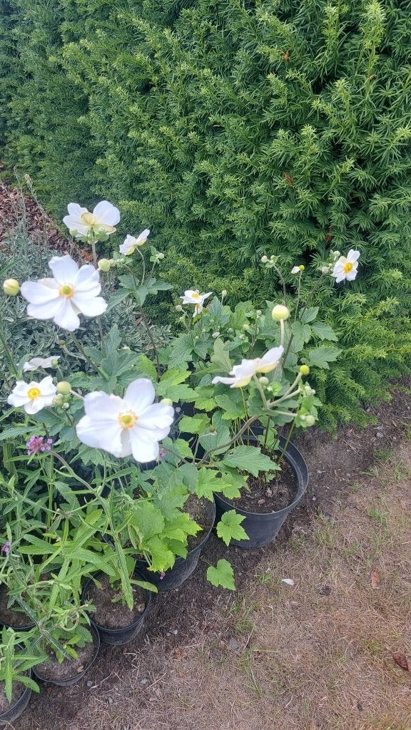 terrasplanten en vaste planten, Tuin en Terras, Planten | Tuinplanten, Ophalen, Zomer, Vaste plant, Overige soorten