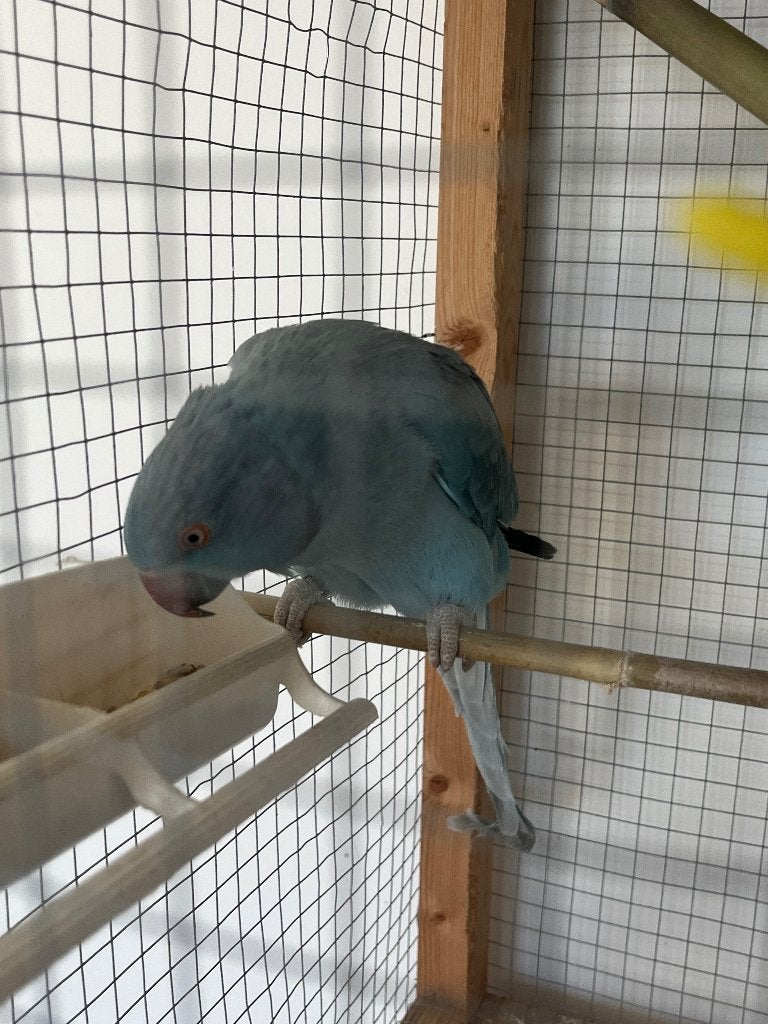 Vogel, Vrouwelijk, Papegaai, Geringd