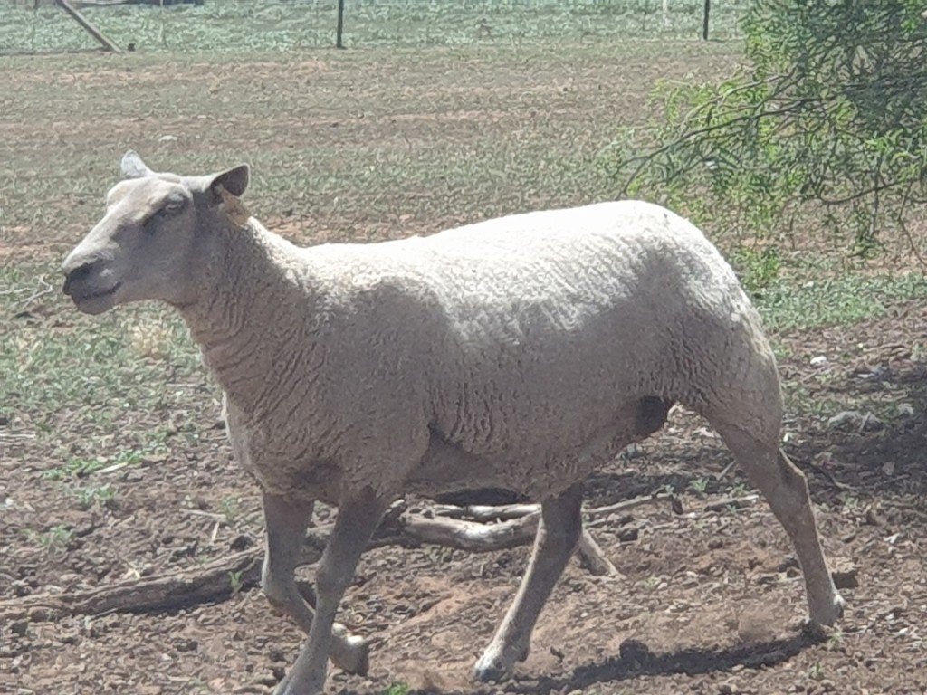 agneaux recherchés, Animaux & Accessoires